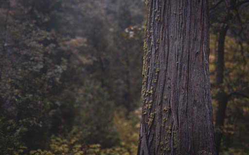 PINE TREE THEME  from Chrome web store to be run with OffiDocs Chromium online