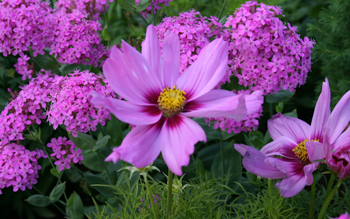 Pink and Purple Garden Flowers  from Chrome web store to be run with OffiDocs Chromium online