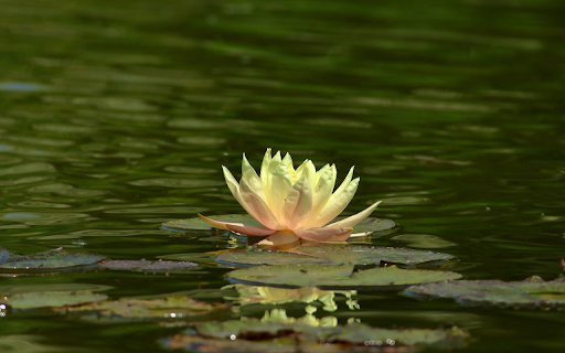 Pink and white water lilies  from Chrome web store to be run with OffiDocs Chromium online