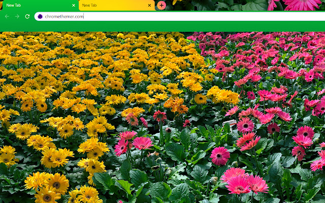 Pink and Yellow Daisy Flowers  from Chrome web store to be run with OffiDocs Chromium online