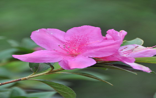 Pink azalea wallpaper  from Chrome web store to be run with OffiDocs Chromium online