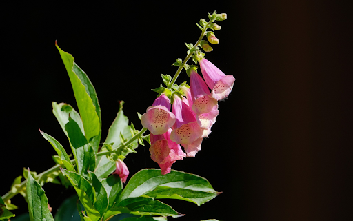 Pink bell flower branch  from Chrome web store to be run with OffiDocs Chromium online