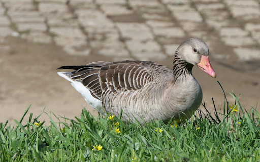 Pink billed Brown Goose  from Chrome web store to be run with OffiDocs Chromium online