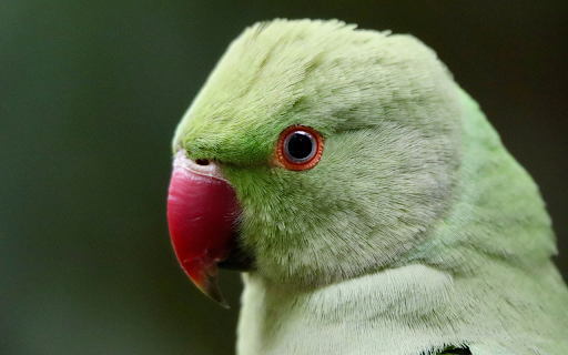 Pink billed Parrot  from Chrome web store to be run with OffiDocs Chromium online