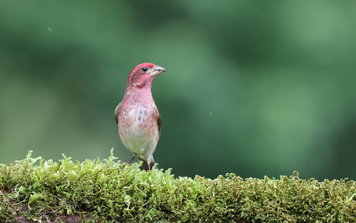 Pink Bird  from Chrome web store to be run with OffiDocs Chromium online