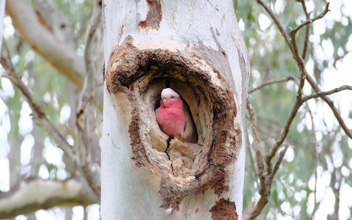 Pink bird in the tree trunk  from Chrome web store to be run with OffiDocs Chromium online