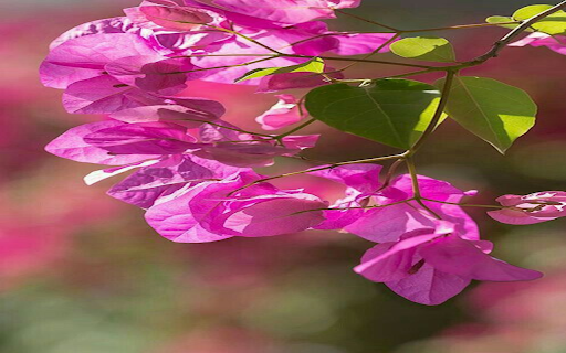 Pink bougainvillea flower wallpaper  from Chrome web store to be run with OffiDocs Chromium online