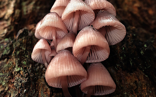 pink brown mushrooms  from Chrome web store to be run with OffiDocs Chromium online