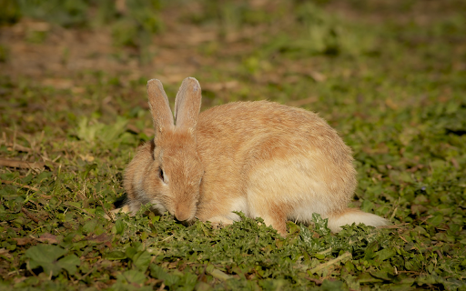 Pink brown rabbit  from Chrome web store to be run with OffiDocs Chromium online