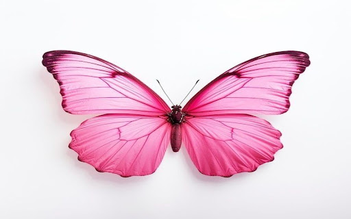 pink butterfly wallpaper  from Chrome web store to be run with OffiDocs Chromium online