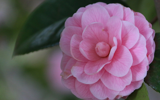 Pink Camellia  from Chrome web store to be run with OffiDocs Chromium online