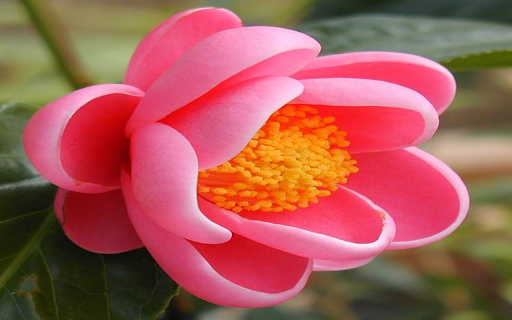 Pink Camellia amplexicaulis wallpaper  from Chrome web store to be run with OffiDocs Chromium online