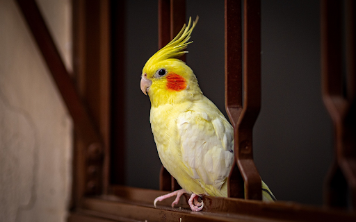Pink cheeked parrot  from Chrome web store to be run with OffiDocs Chromium online