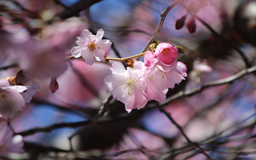 Pink cherry  from Chrome web store to be run with OffiDocs Chromium online