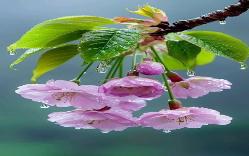 Pink cherry blossom branch wallpaper  from Chrome web store to be run with OffiDocs Chromium online