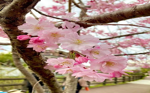 pink cherry blossom wallpaper  from Chrome web store to be run with OffiDocs Chromium online