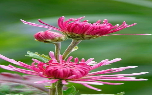 Pink Chrysanthemum Flower Wallpaper  from Chrome web store to be run with OffiDocs Chromium online
