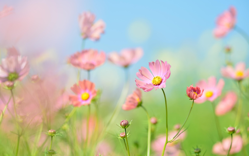 Pink chrysanthemum garden  from Chrome web store to be run with OffiDocs Chromium online