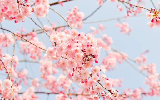 Pink Clouds, Petals Grace Blue Sky  from Chrome web store to be run with OffiDocs Chromium online