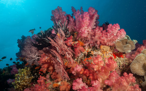 Pink Coral  from Chrome web store to be run with OffiDocs Chromium online