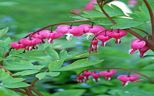 Pink coral vine flower wallpaper  from Chrome web store to be run with OffiDocs Chromium online