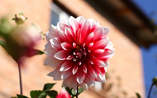 Pink Dahlias  from Chrome web store to be run with OffiDocs Chromium online