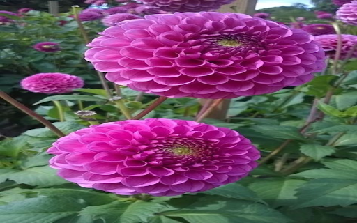 Pink Dahlia Wallpaper  from Chrome web store to be run with OffiDocs Chromium online