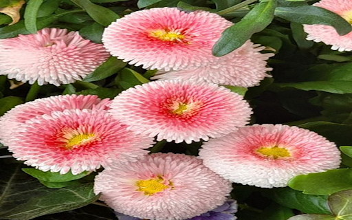 Pink daisy wallpaper  from Chrome web store to be run with OffiDocs Chromium online