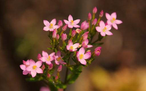 Pink flower bouquet  from Chrome web store to be run with OffiDocs Chromium online