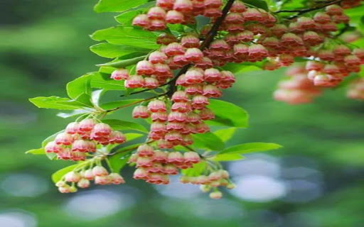 pink flower cluster wallpaper  from Chrome web store to be run with OffiDocs Chromium online