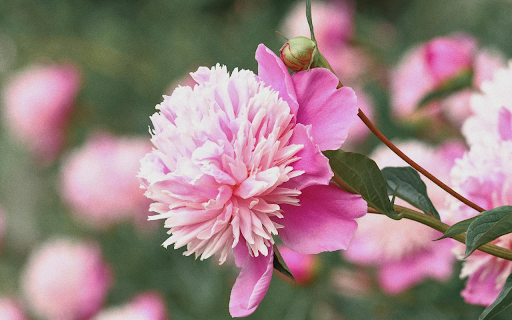Pink flower garden bloom  from Chrome web store to be run with OffiDocs Chromium online