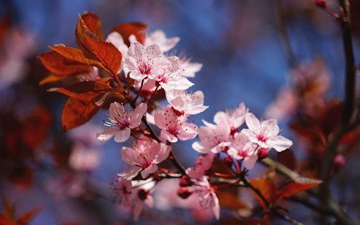 Pink flowers bloom  from Chrome web store to be run with OffiDocs Chromium online