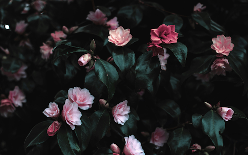 Pink Flowers Photograph  from Chrome web store to be run with OffiDocs Chromium online