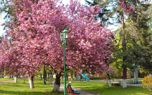 pink flower tree  from Chrome web store to be run with OffiDocs Chromium online