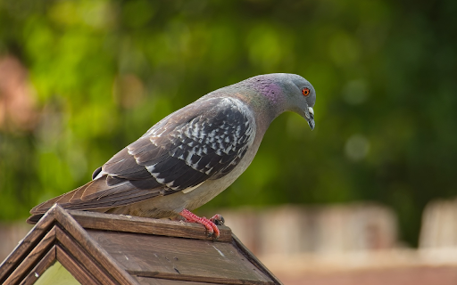 Pink footed Pigeon  from Chrome web store to be run with OffiDocs Chromium online