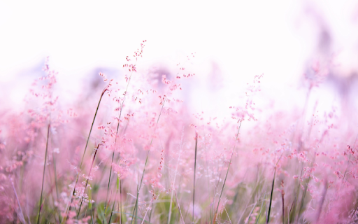 Pink Haze, Grass Whispers Softly  from Chrome web store to be run with OffiDocs Chromium online