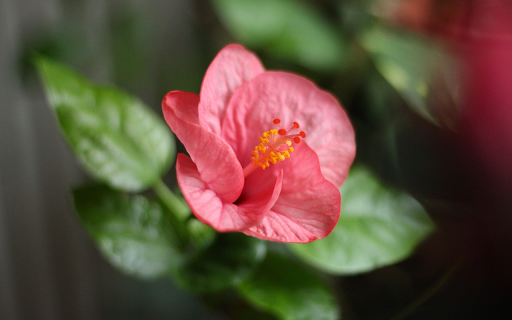 Pink hibiscus  from Chrome web store to be run with OffiDocs Chromium online
