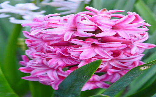 Pink Hyacinth Wallpaper  from Chrome web store to be run with OffiDocs Chromium online