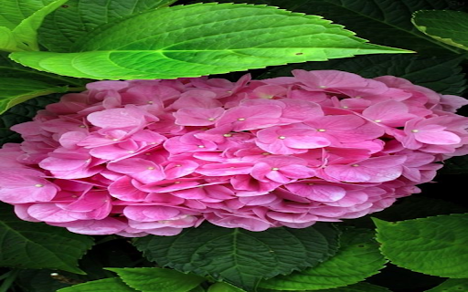 Pink Hydrangea Wallpaper  from Chrome web store to be run with OffiDocs Chromium online