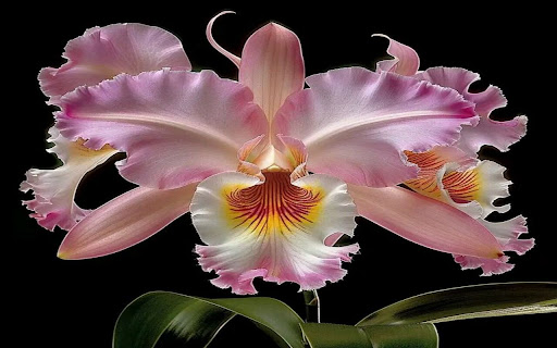 pink leya orchid wallpaper  from Chrome web store to be run with OffiDocs Chromium online