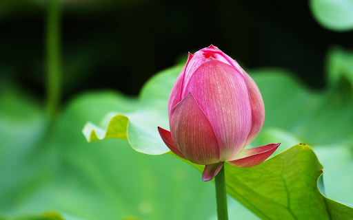 Pink Lotus Bud  from Chrome web store to be run with OffiDocs Chromium online