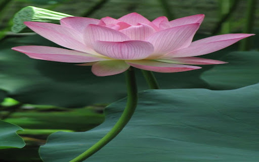 pink lotus wallpaper  from Chrome web store to be run with OffiDocs Chromium online