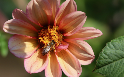 Pink orange dahlias and bees  from Chrome web store to be run with OffiDocs Chromium online