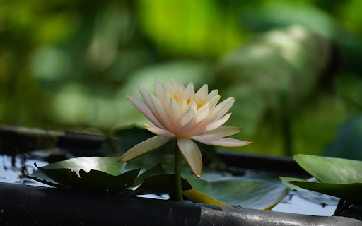 Pink Orange Water Lily Pot  from Chrome web store to be run with OffiDocs Chromium online