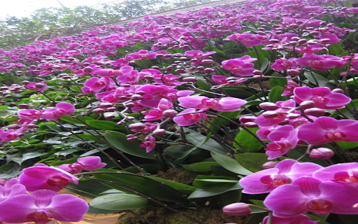 pink orchid garden wallpaper  from Chrome web store to be run with OffiDocs Chromium online