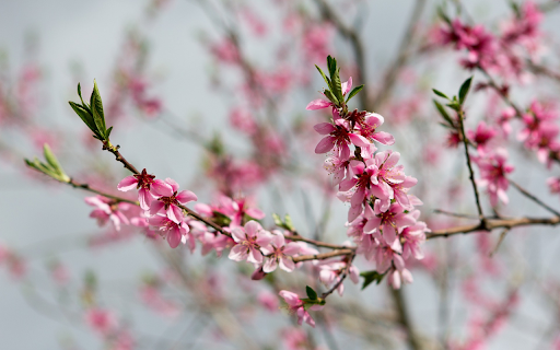 Pink peach blossoms  from Chrome web store to be run with OffiDocs Chromium online