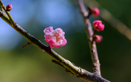 Pink Peach Branch  from Chrome web store to be run with OffiDocs Chromium online