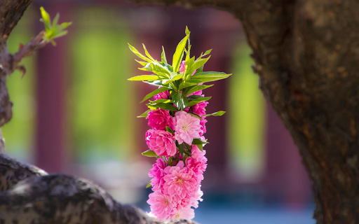 Pink peach branch with flowers  from Chrome web store to be run with OffiDocs Chromium online