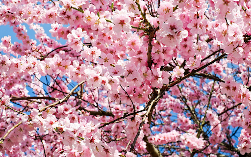 Pink peach tree  from Chrome web store to be run with OffiDocs Chromium online