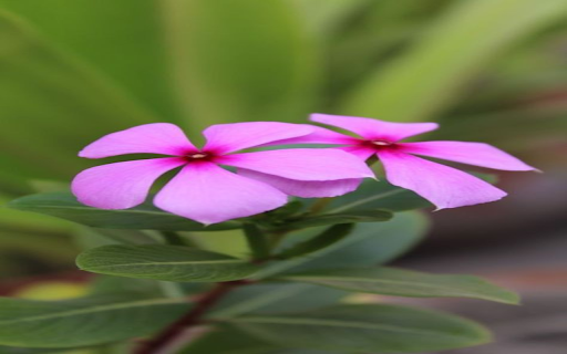 Pink Periwinkle Wallpaper  from Chrome web store to be run with OffiDocs Chromium online